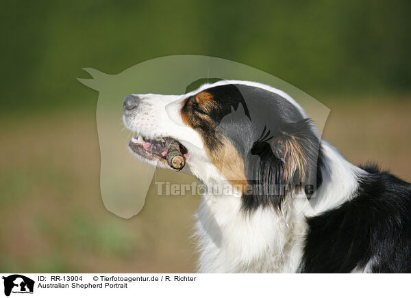 Australian Shepherd Portrait / Australian Shepherd Portrait / RR-13904