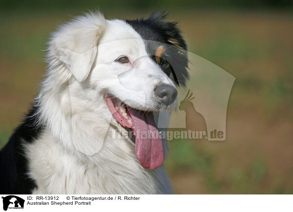 Australian Shepherd Portrait / Australian Shepherd Portrait / RR-13912