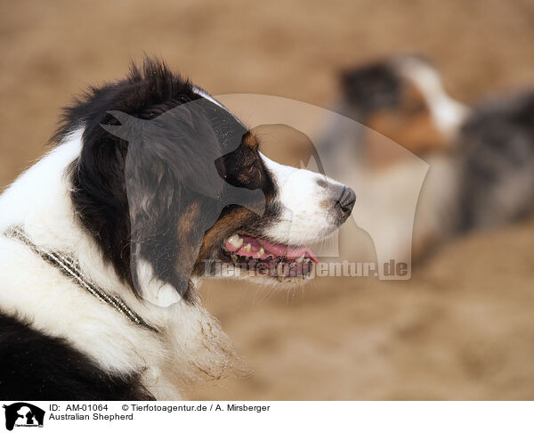 Australian Shepherd / Australian Shepherd / AM-01064