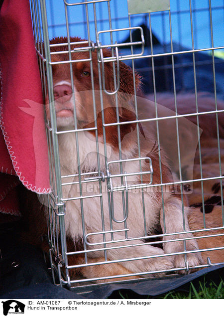 Hund in Transportbox / dog in carrier / AM-01067