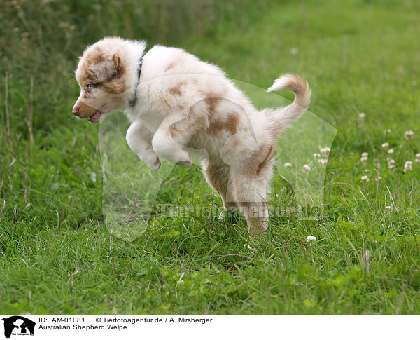 Australian Shepherd Welpe / puppy / AM-01081