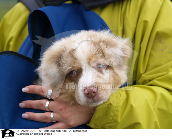 Australian Shepherd Welpe / puppy / AM-01091