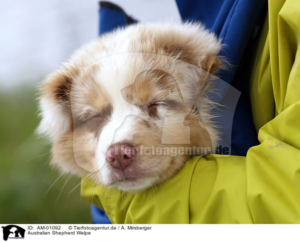 Australian Shepherd Welpe / puppy / AM-01092