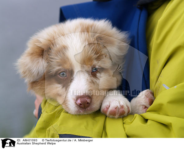 Australian Shepherd Welpe / puppy / AM-01093