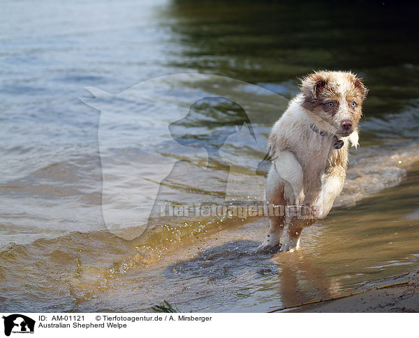 Australian Shepherd Welpe / puppy / AM-01121