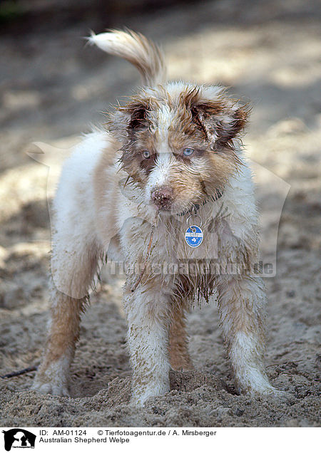 Australian Shepherd Welpe / puppy / AM-01124