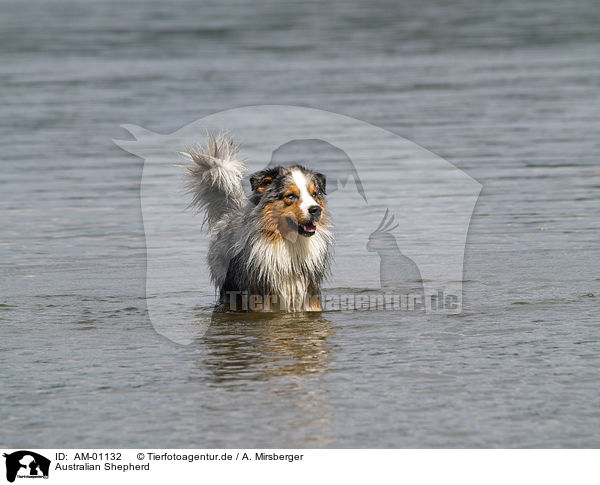 Australian Shepherd / Australian Shepherd / AM-01132