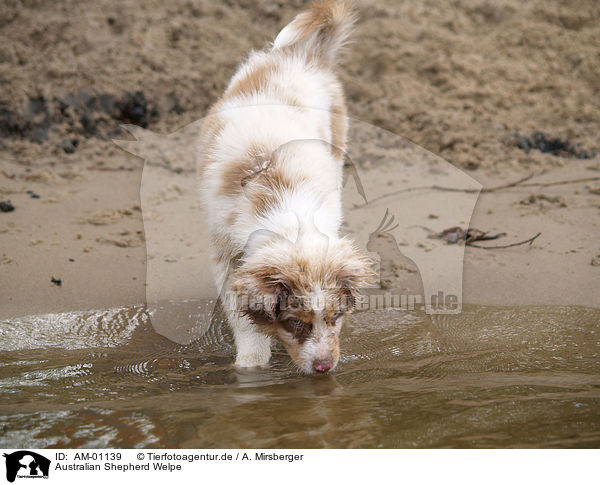 Australian Shepherd Welpe / puppy / AM-01139