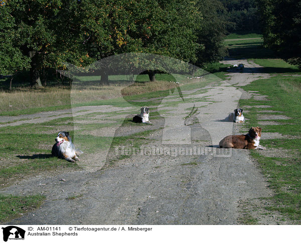 Australian Shepherds / Australian Shepherds / AM-01141