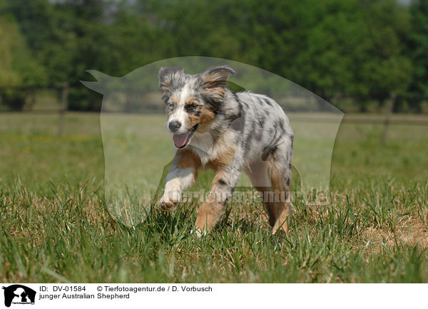 junger Australian Shepherd / Australian Shepherd / DV-01584