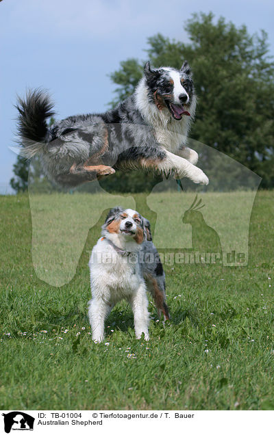 Australian Shepherd / Australian Shepherd / TB-01004