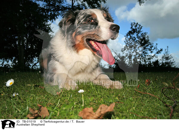 Australian Shepherd / Australian Shepherd / TB-01019