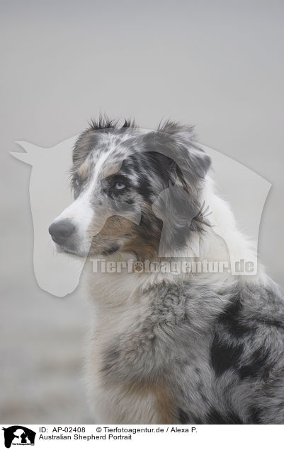 Australian Shepherd Portrait / Australian Shepherd Portrait / AP-02408
