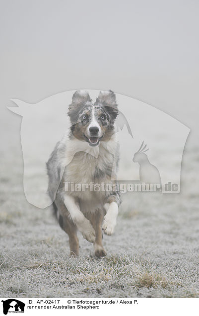 rennender Australian Shepherd / AP-02417