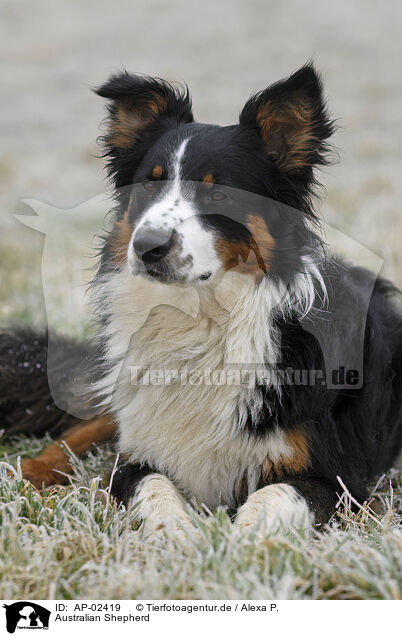 Australian Shepherd / AP-02419