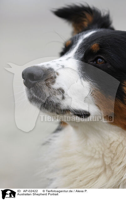 Australian Shepherd Portrait / AP-02422