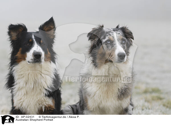 Australian Shepherd Portrait / Australian Shepherd Portrait / AP-02431