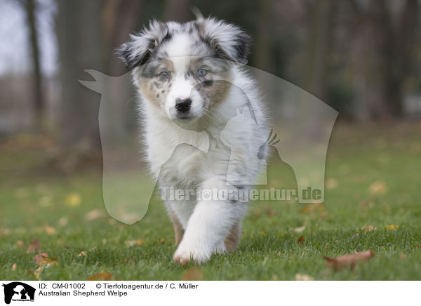 Australian Shepherd Welpe / CM-01002