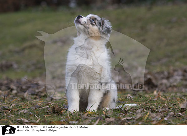 Australian Shepherd Welpe / Australian Shepherd puppy / CM-01021