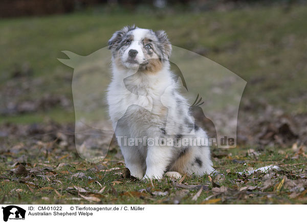 Australian Shepherd Welpe / CM-01022