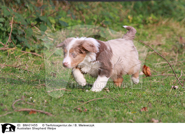 Australian Shepherd Welpe / Australian Shepherd puppy / BM-01455