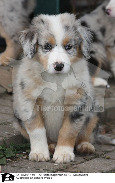Australian Shepherd Welpe / BM-01460