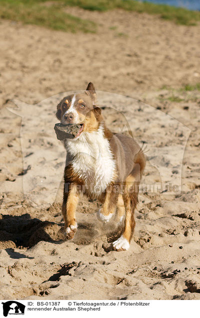 rennender Australian Shepherd / running Australian Shepherd / BS-01387