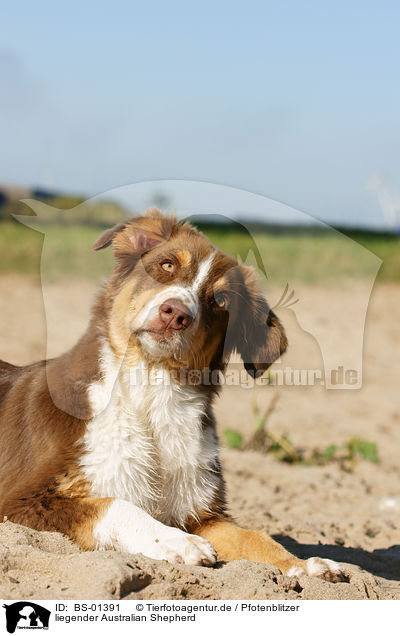 liegender Australian Shepherd / lying Australian Shepherd / BS-01391