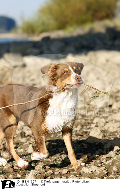 Australian Shepherd / Australian Shepherd / BS-01397