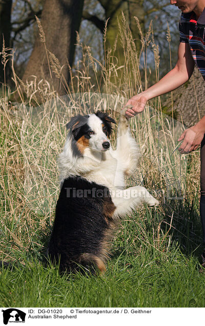 Australian Shepherd / DG-01020