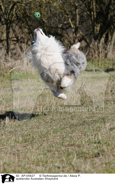 spielender Australian Shepherd / AP-04827