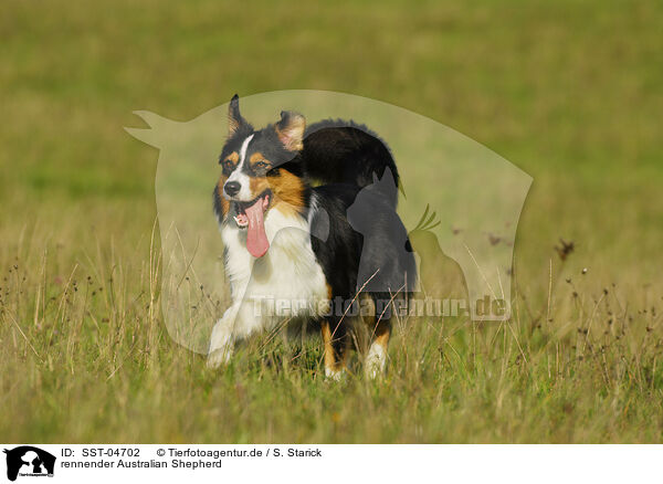 rennender Australian Shepherd / running Australian Shepherd / SST-04702