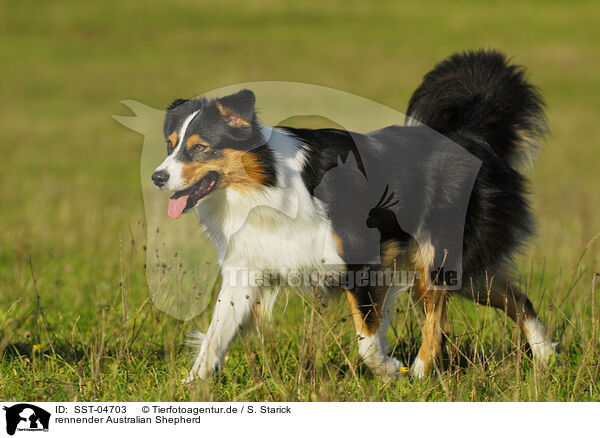 rennender Australian Shepherd / running Australian Shepherd / SST-04703