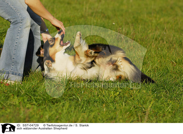sich wlzender Australian Shepherd / wallowing Australian Shepherd / SST-04729