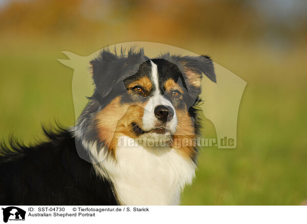 Australian Shepherd Portrait / Australian Shepherd Portrait / SST-04730