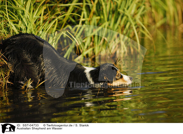 Australian Shepherd am Wasser / Australian Shepherd at water / SST-04733