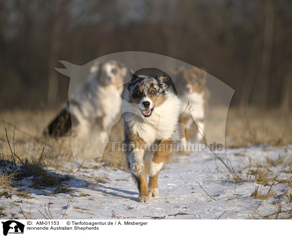 rennende Australian Shepherds / running Australian Shepherds / AM-01153