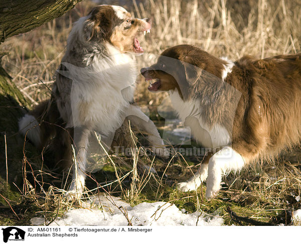 Australian Shepherds / Australian Shepherds / AM-01161