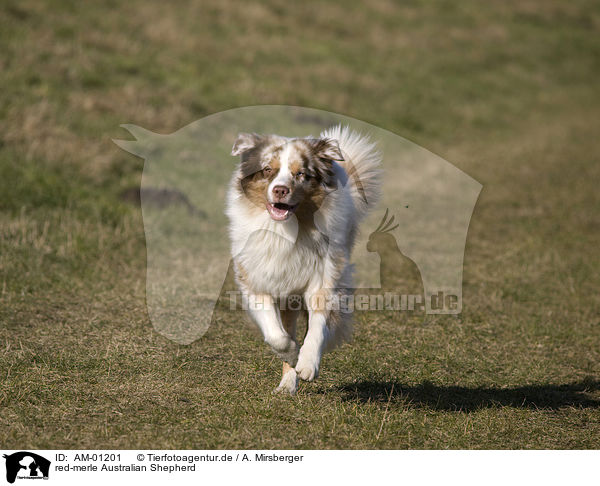 red-merle Australian Shepherd / red-merle Australian Shepherd / AM-01201