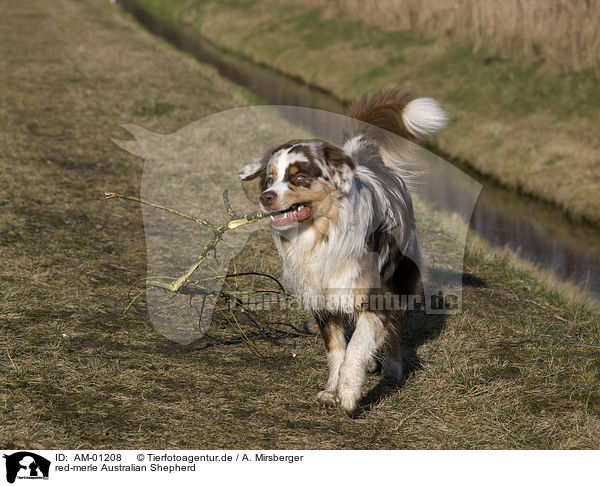 red-merle Australian Shepherd / red-merle Australian Shepherd / AM-01208