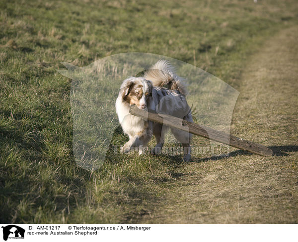 red-merle Australian Shepherd / red-merle Australian Shepherd / AM-01217