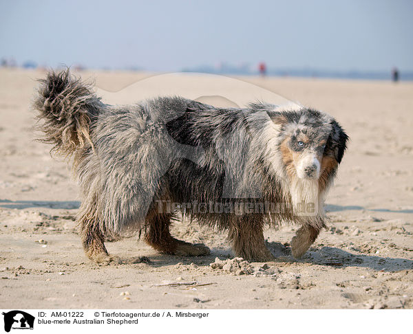 blue-merle Australian Shepherd / blue-merle Australian Shepherd / AM-01222