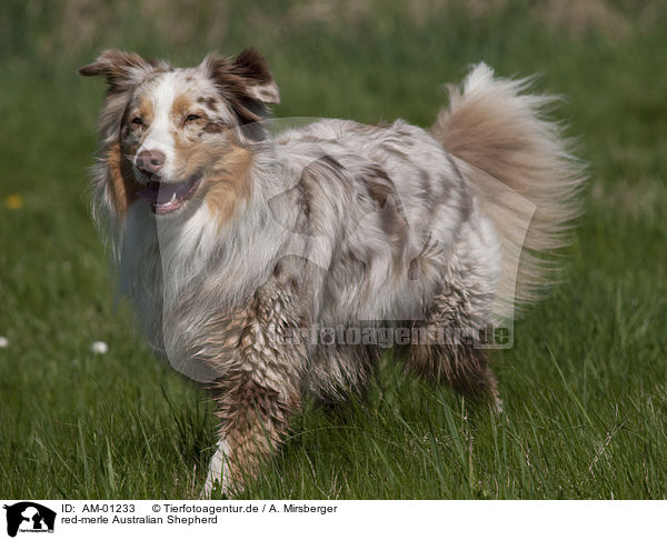 red-merle Australian Shepherd / red-merle Australian Shepherd / AM-01233