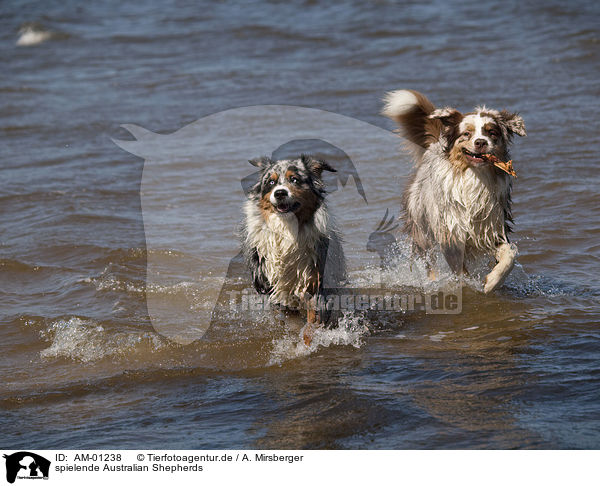 spielende Australian Shepherds / playing Australian Shepherds / AM-01238