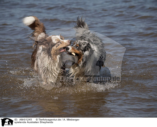 spielende Australian Shepherds / playing Australian Shepherds / AM-01245