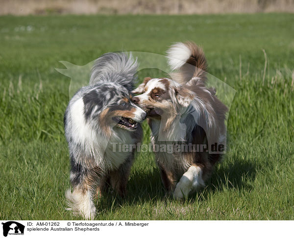 spielende Australian Shepherds / playing Australian Shepherds / AM-01262