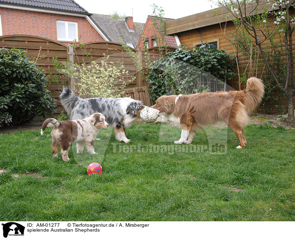 spielende Australian Shepherds / playing Australian Shepherds / AM-01277