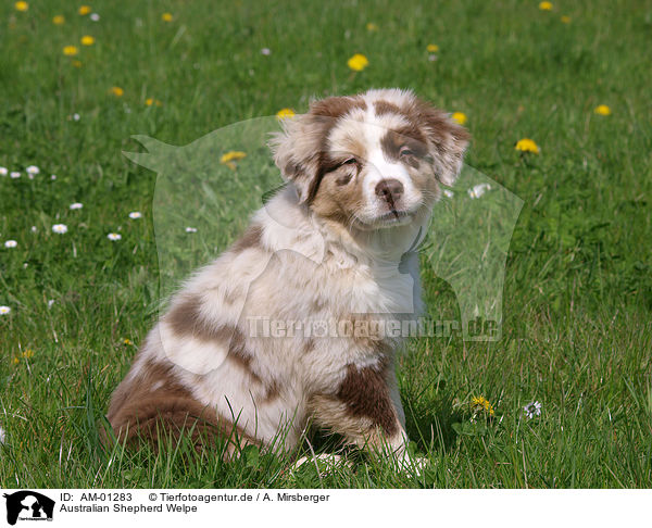 Australian Shepherd Welpe / Australian Shepherd puppy / AM-01283