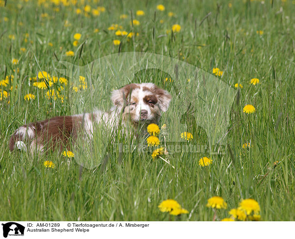Australian Shepherd Welpe / Australian Shepherd puppy / AM-01289