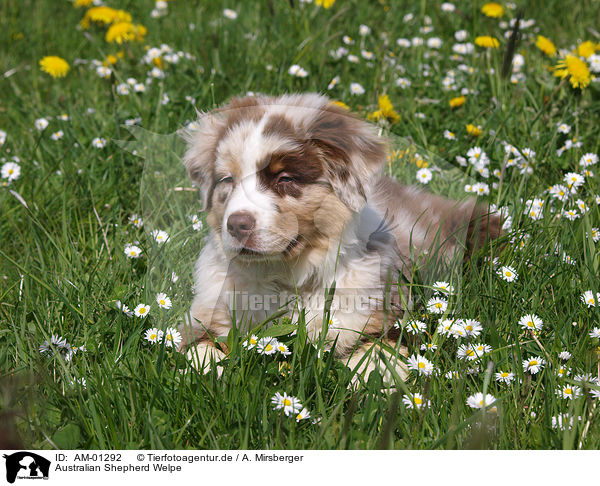 Australian Shepherd Welpe / Australian Shepherd puppy / AM-01292